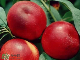 油桃里面發(fā)黑能吃嗎？油桃里面發(fā)黑怎么回事？