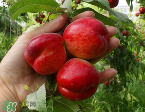 油桃里面發(fā)黑能吃嗎？油桃里面發(fā)黑怎么回事？