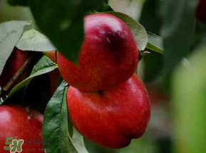 油桃可以放冰箱嗎？油桃能放冰箱嗎？