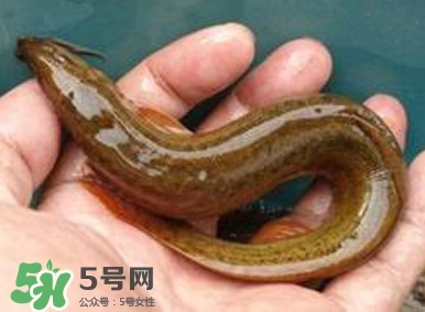 泥鰍如何養(yǎng)？野生泥鰍怎么養(yǎng)