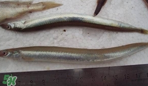 青島面條魚是什么魚？青島面條魚叫什么