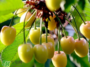 吃櫻桃會(huì)醉嗎？櫻桃吃多了會(huì)醉嗎？