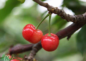 吃櫻桃會(huì)醉嗎？櫻桃吃多了會(huì)醉嗎？