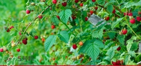 刺泡怎么保存？刺泡保存方法