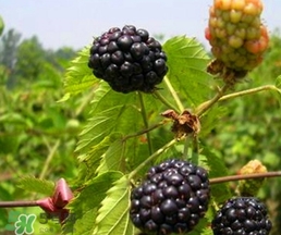 覆盆子是桑葚嗎？覆盆子和桑葚的區(qū)別