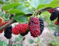 覆盆子是桑葚嗎？覆盆子和桑葚的區(qū)別