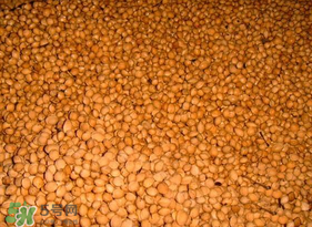 櫻桃籽怎么種小盆栽？櫻桃籽可以種植嗎？