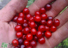 櫻桃籽怎么種小盆栽？櫻桃籽可以種植嗎？