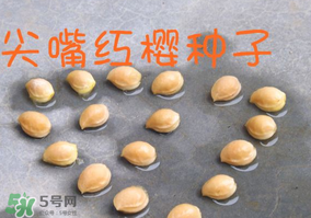 櫻桃籽怎么種小盆栽？櫻桃籽可以種植嗎？