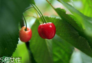櫻桃籽有毒嗎？櫻桃籽能吃嗎？