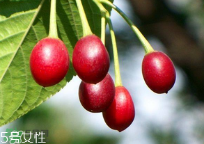 櫻桃籽有毒嗎？櫻桃籽能吃嗎？