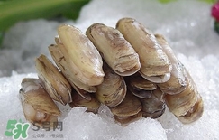 蟶子死了是什么樣子？死蟶子是什么樣子