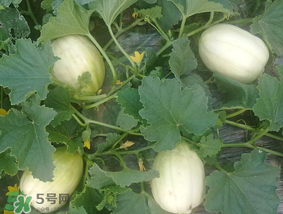 香瓜什么人不能吃？什么人不能吃香瓜？