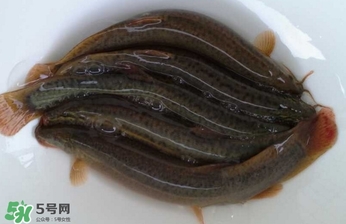 泥鰍如何養(yǎng)？野生泥鰍怎么養(yǎng)