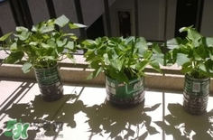 番薯葉怎么種？怎樣種番薯葉