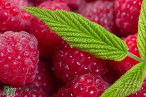 刺泡怎么保存？刺泡保存方法