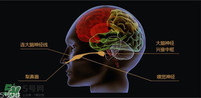 費(fèi)洛蒙香水有用嗎？費(fèi)洛蒙香水正品價格