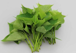 番薯葉是紅薯葉嗎？番薯葉和紅薯葉的區(qū)別