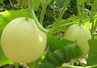 香瓜多少錢一斤？香瓜多少錢一斤2017？