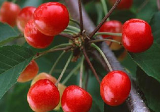 四月份有櫻桃嗎？四月份的櫻桃能吃嗎？