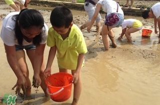 泥鰍怎么抓？泥鰍怎么捉