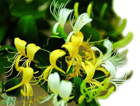 金銀花什么時候采摘最好？金銀花幾月份采摘？