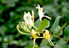 金銀花什么時候采摘最好？金銀花幾月份采摘？