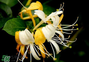 金銀花什么時候采摘最好？金銀花幾月份采摘？