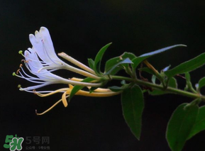 金銀花不能和什么一起吃？金銀花和什么相克？