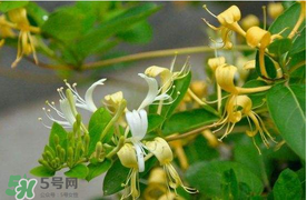 金銀花不能和什么一起吃？金銀花和什么相克？