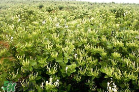 金銀花不能和什么一起吃？金銀花和什么相克？