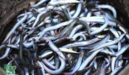 面條魚有什么營養(yǎng)？面條魚營養(yǎng)價值