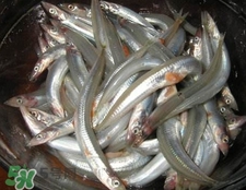 面條魚(yú)如何保存？面條魚(yú)怎么保存