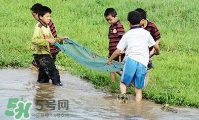 泥鰍怎么抓？泥鰍怎么捉