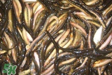 泥鰍有幾種？泥鰍品種大全