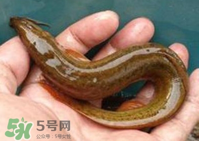 泥鰍死了多久不能吃？泥鰍死了怎么處理