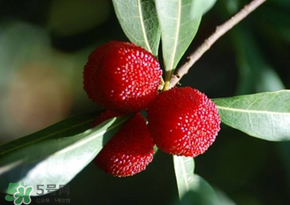 楊梅為什么有蟲子？楊梅有蟲能吃嗎？