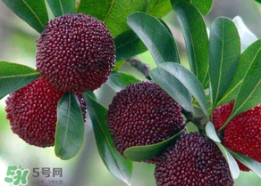 楊梅為什么有蟲子？楊梅有蟲能吃嗎？