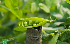 豌豆可以冷凍嗎？豌豆冷凍可以保存多久？