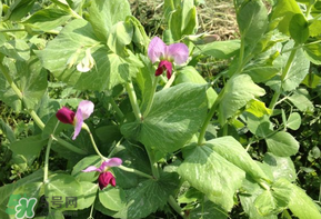 豌豆能放在冰箱嗎？豌豆放冰箱怎么保存？