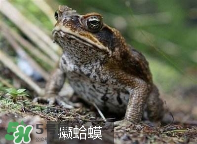 田雞是癩蛤蟆嗎？田雞和癩蛤蟆的區(qū)別