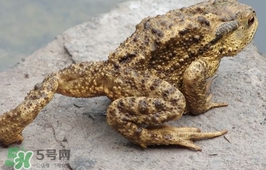 蟾蜍能吃嗎？蟾蜍能不能吃
