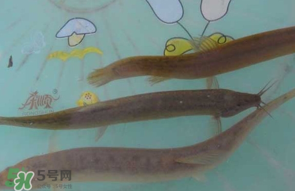 泥鰍有幾種？泥鰍品種大全