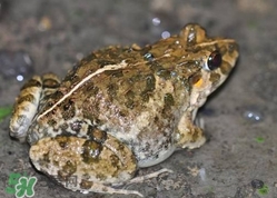 田雞有寄生蟲嗎？田雞有沒有寄生蟲