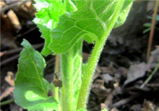 大耳毛野菜怎么吃？大耳毛野菜的做法