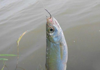 白條魚怎么釣？如何釣白條魚技巧
