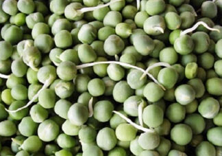 新鮮豌豆發(fā)芽了能吃嗎？豌豆發(fā)芽了還能吃嗎？