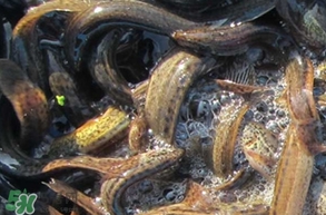 泥鰍有幾種？泥鰍品種大全