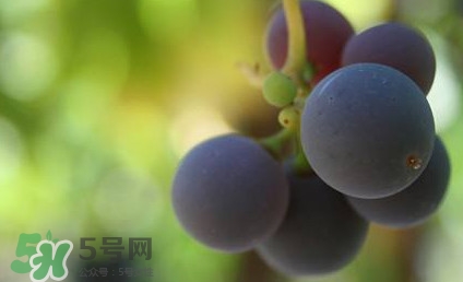新鮮烏梅跟葡萄的區(qū)別 新鮮烏梅圖片 新鮮烏梅跟葡萄的區(qū)別 新鮮烏梅圖片