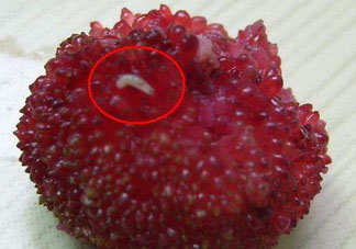 楊梅為什么有蟲子？楊梅有蟲能吃嗎？